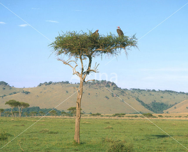 Oorgier (Torgos tracheliotos)