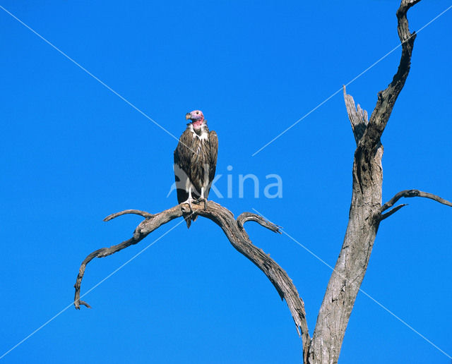 Oorgier (Torgos tracheliotos)