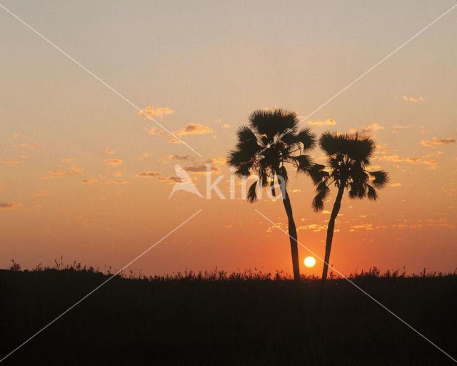 Palm (Hyphaene ventricosa)