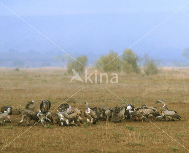 Rüppells Gier (Gyps rueppellii)