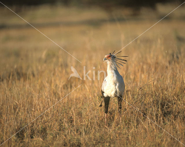 Secretarisvogel (Sagittarius serpentarius)