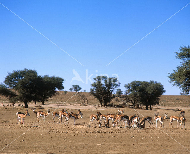 Springbok (Antidorcas marsupialis)