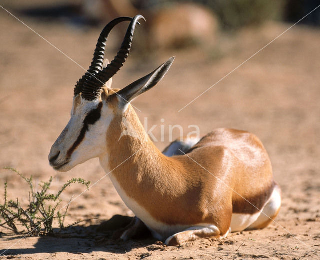 Springbok (Antidorcas marsupialis)