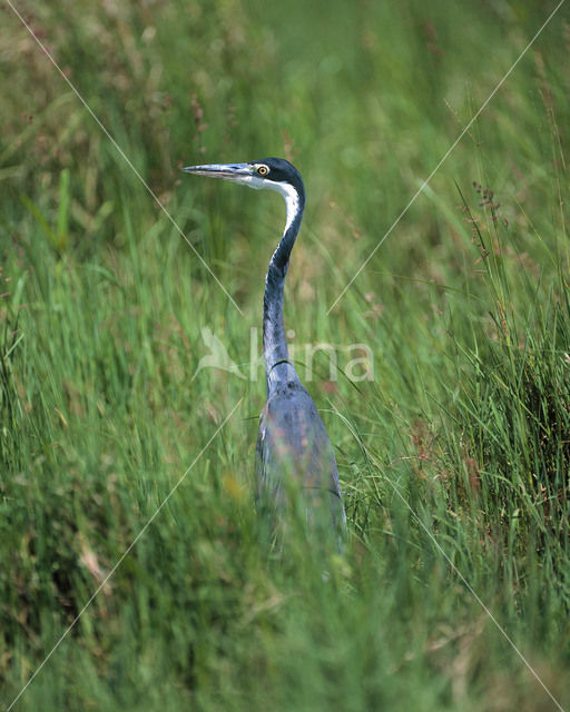 Zwartkopreiger (Ardea melanocephala)