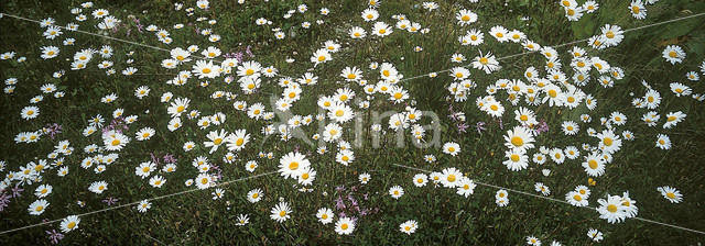 Gewone margriet (Leucanthemum vulgare)