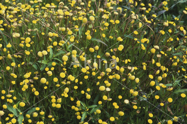 Goudknopje (Cotula coronopifolia)