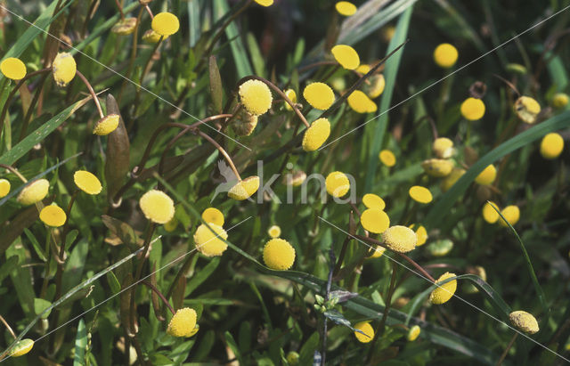 Goudknopje (Cotula coronopifolia)