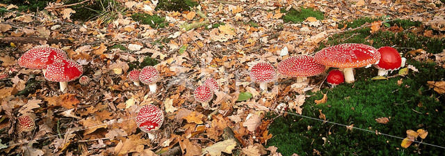 Vliegenzwam (Amanita muscaria)