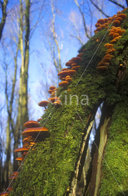 Goudgele bundelzwam (Pholiota flammans)