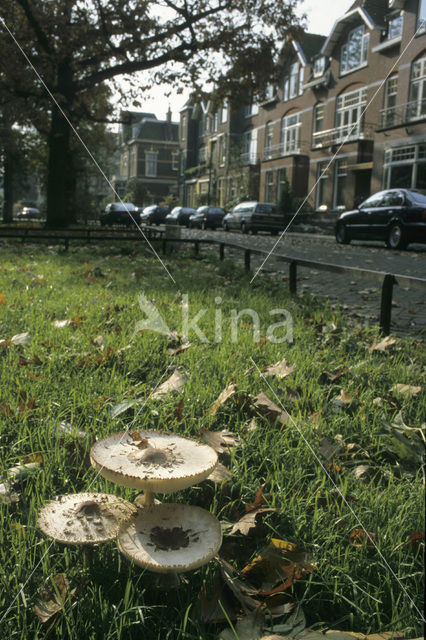 Grote parasolzwam (Macrolepiota procera)