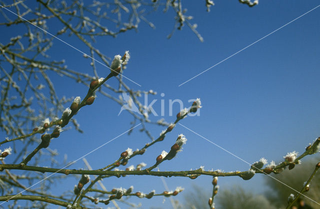 Wilg (Salix)