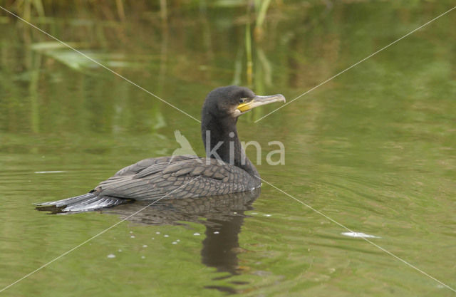 Aalscholver (Phalacrocorax carbo)