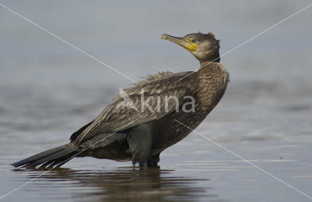 Aalscholver (Phalacrocorax carbo)