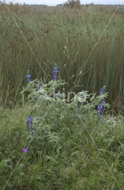 Blauwe lupine (Lupinus varius)