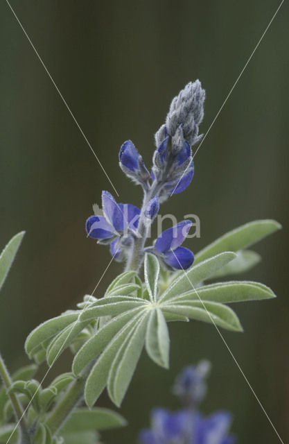 Blauwe lupine (Lupinus varius)