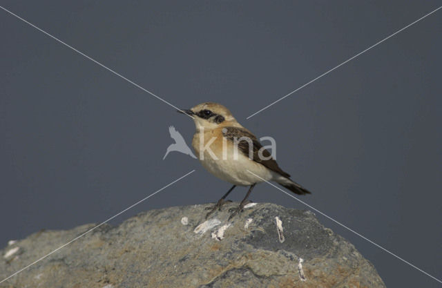 Blonde Tapuit (Oenanthe hispanica)