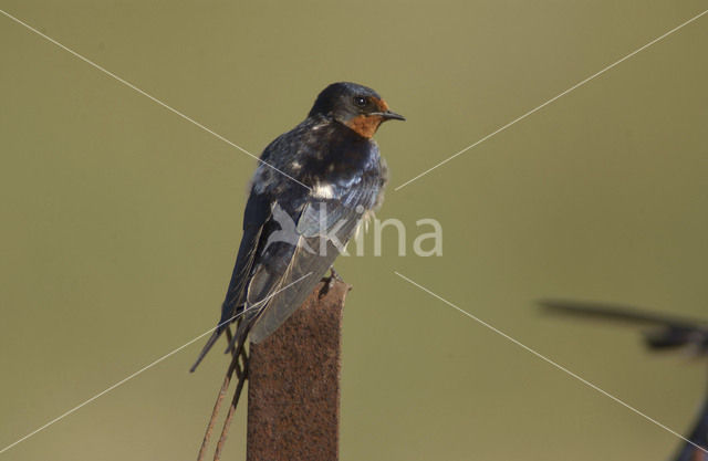 Boerenzwaluw (Hirundo rustica)