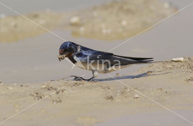 Boerenzwaluw (Hirundo rustica)