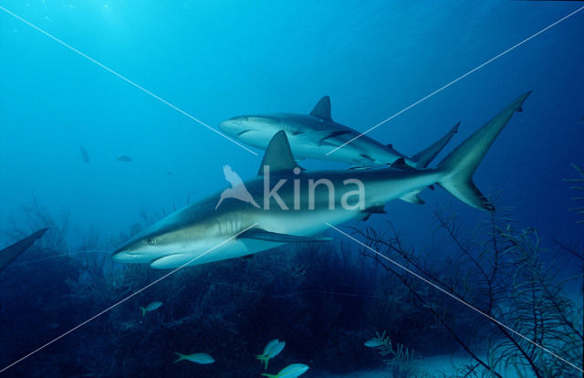 Caribische rifhaai (Carcharhinus perezi)