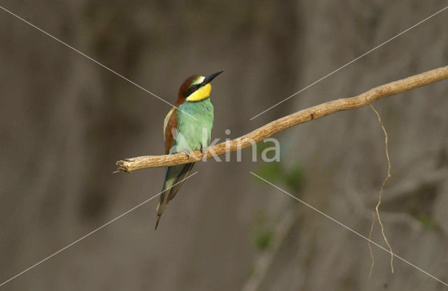 European Bee-eater (Merops apiaster)