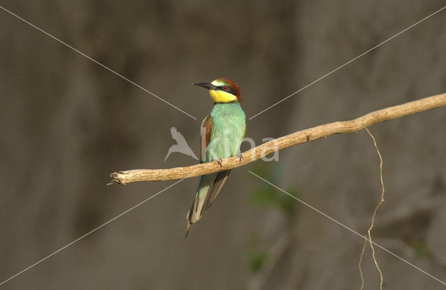 European Bee-eater (Merops apiaster)