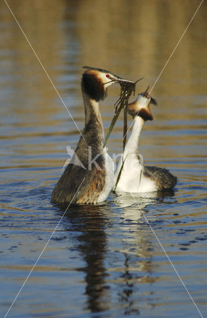 Fuut (Podiceps cristatus)