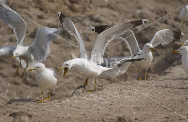 Geelpootmeeuw (Larus cachinnans)