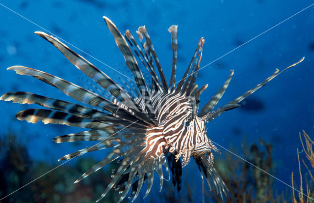 Gewone Koraalduivel (Pterois volitans)