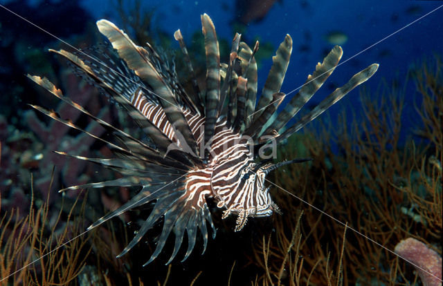 Gewone Koraalduivel (Pterois volitans)