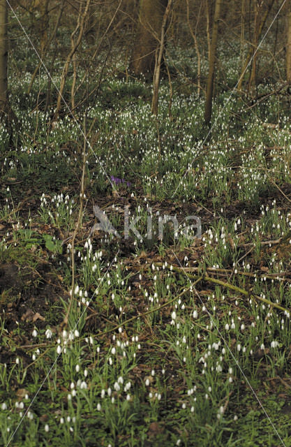 Gewoon sneeuwklokje (Galanthus nivalis)