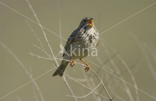 Grauwe Gors (Miliaria calandra)