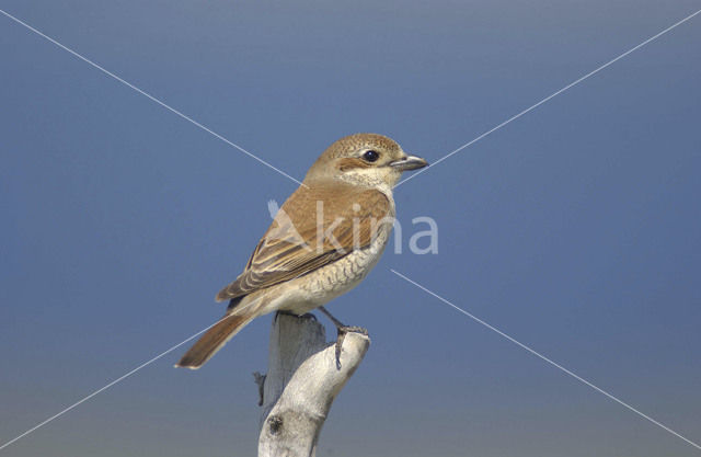 Grauwe Klauwier (Lanius collurio)