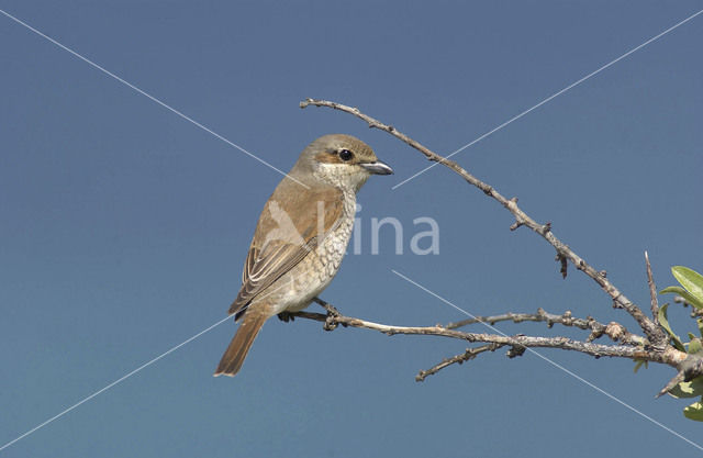 Grauwe Klauwier (Lanius collurio)