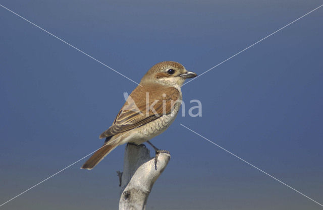 Grauwe Klauwier (Lanius collurio)