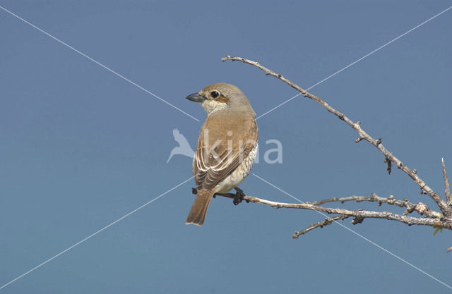 Grauwe Klauwier (Lanius collurio)