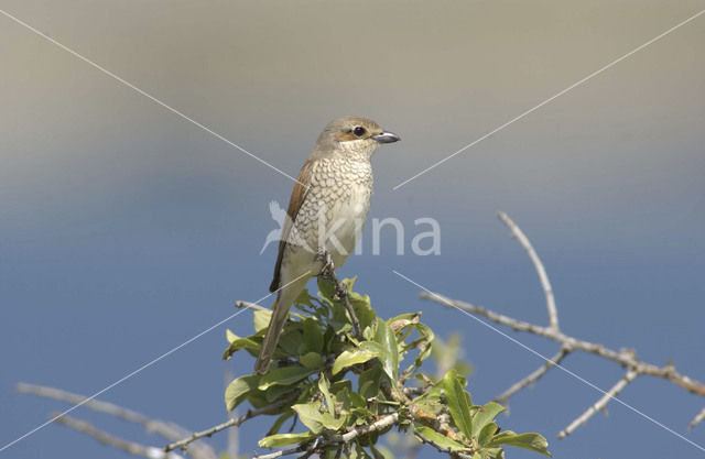 Grauwe Klauwier (Lanius collurio)