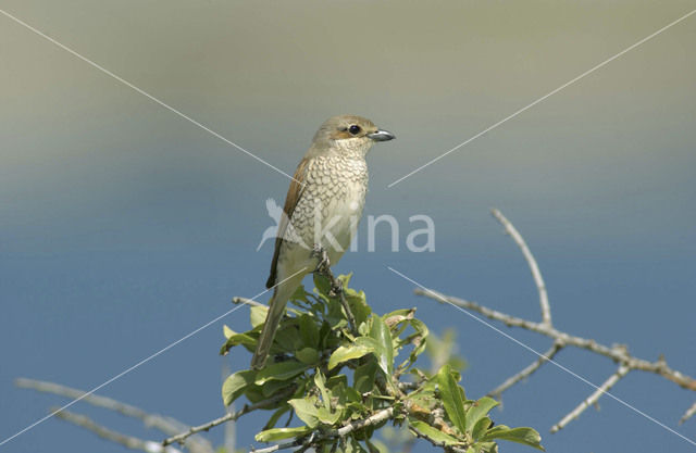 Grauwe Klauwier (Lanius collurio)