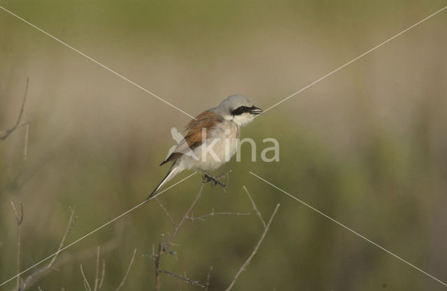 Grauwe Klauwier (Lanius collurio)