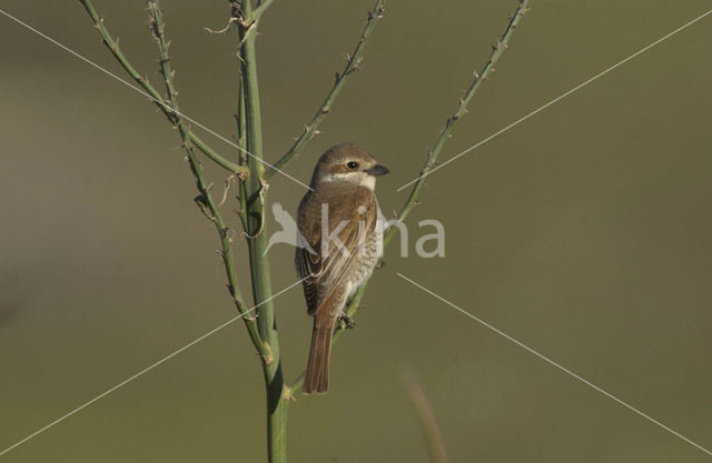 Grauwe Klauwier (Lanius collurio)