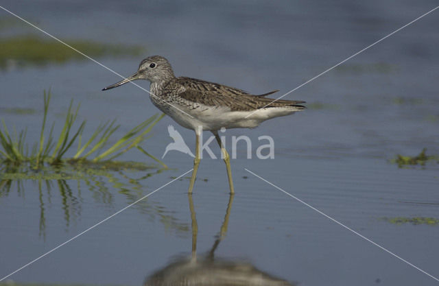 Groenpootruiter (Tringa nebularia)