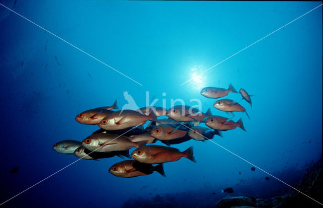 Cressent-tail bigeye (Priacanthus hamrur)