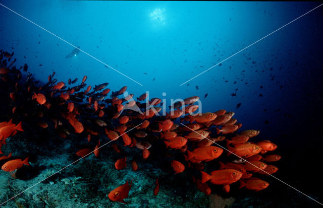 Cressent-tail bigeye (Priacanthus hamrur)