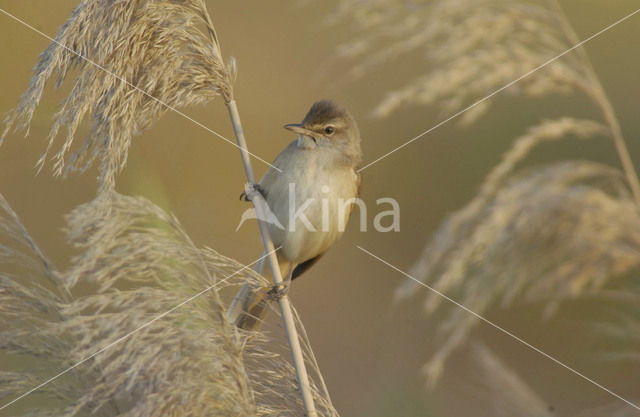 Grote Karekiet (Acrocephalus arundinaceus)