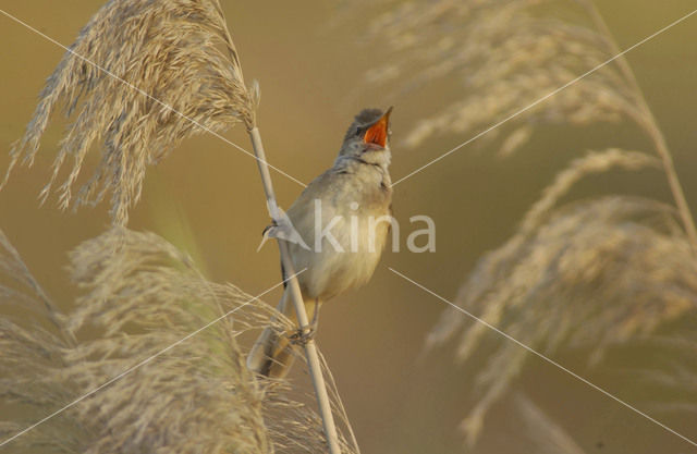 Grote Karekiet (Acrocephalus arundinaceus)