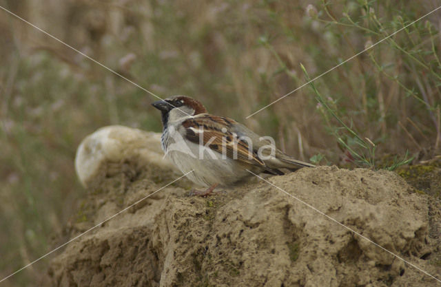 Huismus (Passer domesticus)