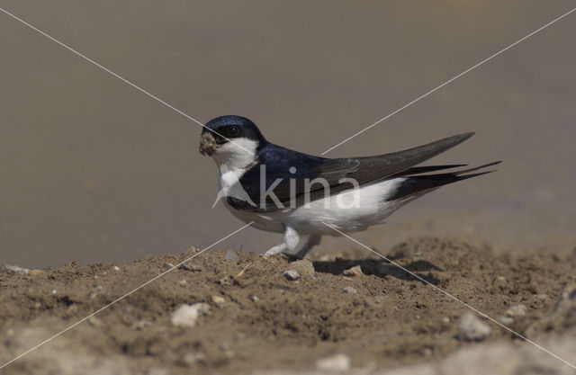 Huiszwaluw (Delichon urbicum)