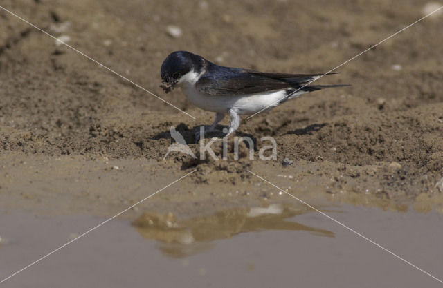 Huiszwaluw (Delichon urbicum)