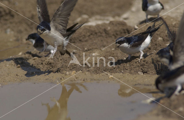 Huiszwaluw (Delichon urbicum)