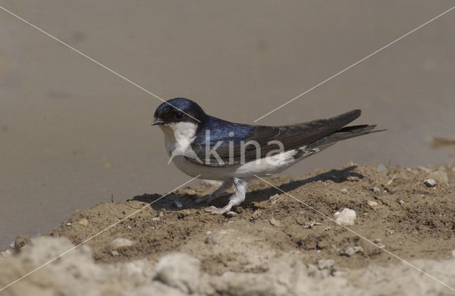 Huiszwaluw (Delichon urbicum)