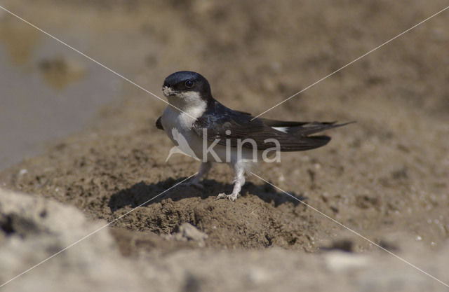 Huiszwaluw (Delichon urbicum)